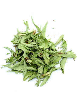 Feuilles de stevia rebaudiana séchées