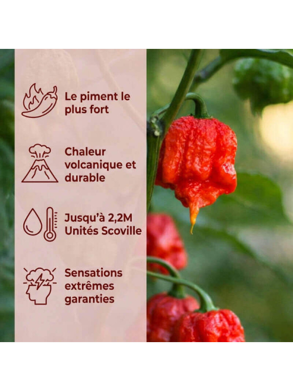 Record piment carolina reaper