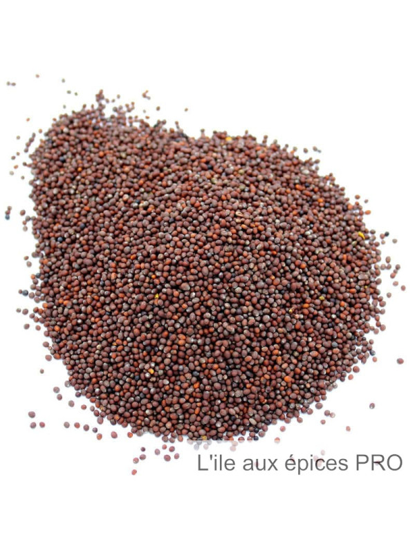 Vente en gros Moutarde brune graines pro
